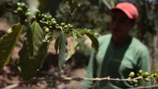 Envíos de café peruano caerían más de 20% por menor precio y demanda