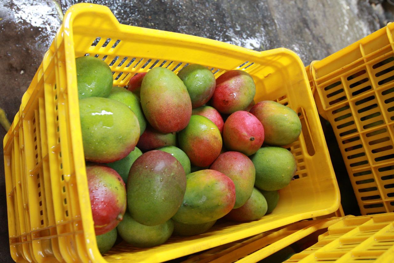 En el país existen 34,000 hectáreas de mango para exportación (80% en Piura). En los últimos años se ha incrementado el área con importantes inversiones en Olmos (Lambayeque).