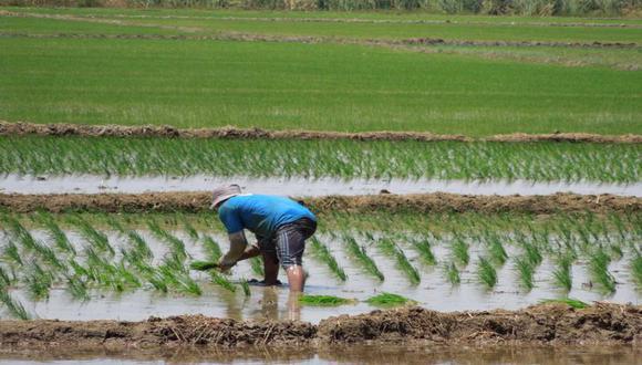 El arroz, después del maíz amarillo y la papa, es el cultivo que mas demanda fertilizantes.