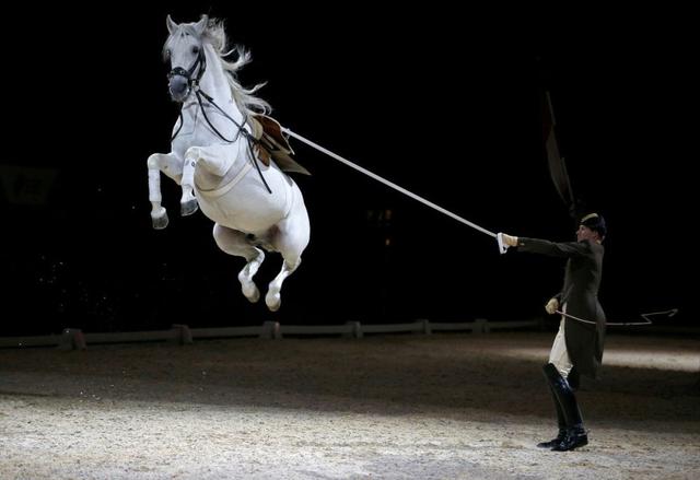 Los jinetes y sus caballos realizan un ensayo en la Escuela Española de Equitación de Viena. (Foto Reuters)