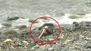 Gripe aviar en Perú: reportan pelícanos muertos en playas Punta Hermosa y San Bartolo 