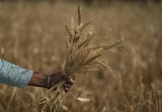 Servicio Mars recorta panorama de rendimiento del trigo y cebada en la UE debido a condiciones secas