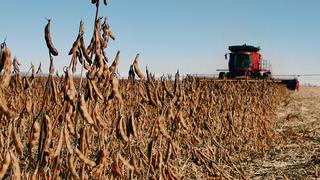 USDA baja las perspectivas para las cosechas de maíz y soja en EE.UU.