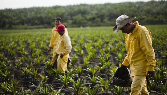 Producción de palma aceitera en Perú va en aumento (Foto: Junpalma).