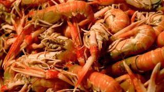 SNI: Resultados del ingreso de langostino peruano a China se verán en mediano o largo plazo