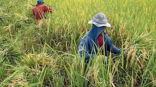 En 13 regiones principales cultivos se reducen por falta de fertilizantes