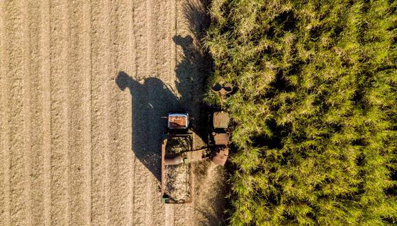 Mechanical harvesting of sugar cane. Sugar cane plantation. Drone aerial capture.