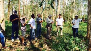 Minagri y Serfor promueven financiamiento de plantaciones forestales en la Amazonía