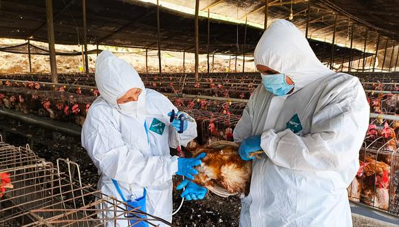 La norma establece que la vacunación es obligatoria en predios de aves de pelea y granjas comerciales. (Foto: Senasa)