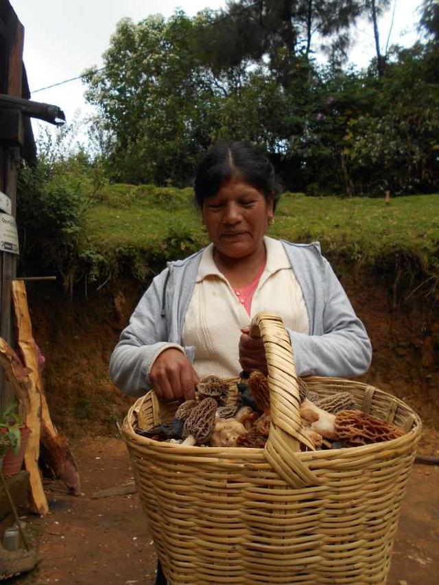 FOTO 1 | Esta foto muestra a Rosenda, una de las mujeres Tlahuica Pjiekakjoo, que posee mayor conocimiento sobre este recurso. En su mano izquierda, nos muestra el hongo de olotito o mazorquita (Morchellasp.), el cual, es una especie muy apreciada dentro del pueblo pjiekakjoo por su exquisito sabor. En la comunidad existe una parte de la amplia diversidad de hongos comestibles silvestres que aún se conoce, consume y comercializa. Nuestra comunidad es una de las comunidades más micófagas de México y el mundo, al consumir más de 160 especies de hongos comestibles.