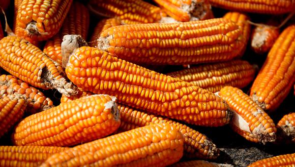 La productividad del maíz amarillo se incrementa en 10.9% con el uso de fertilizantes especializados. (Foto: GEC)