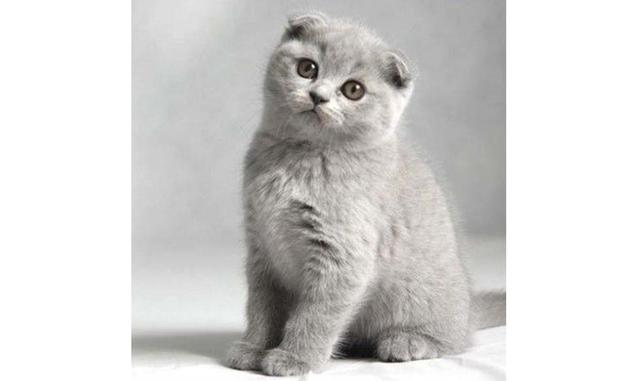 Gato escocés de orejas caídas. Esta raza se destaca por unas orejas tiernas que no apuntan hacia arriba, como en los gatos convencionales, sino que están caídas. Este detalle tan inusual de su aspecto físico es la consecuencia de una mutación genética. Es