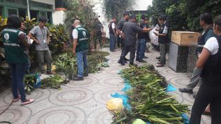 Serfor decomisa orquídeas comercializadas sin autorización