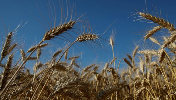 La temporada pasada, la cosecha del Granero de Sloboda ascendió a 3,000 toneladas de trigo, 3,000 de girasol y 1,000 de maíz.