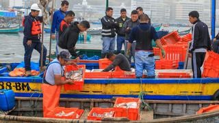 Produce decomisó tres toneladas de pota pescada ilegalmente en Lima
