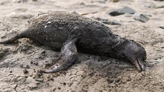 Derrame de petróleo: a diario se hallan cerca de 10 aves muertas en zona Islotes Pescadores
