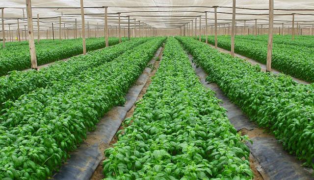 FOTO 1 | Agroindustrial Virú adquiere firma distribuidora especializada en pimientos de España, que le permitirá mejorar sus procesos logísticos en dicho mercado. (Foto: Virú)