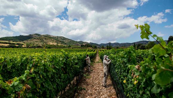 Con el mayor viñedo del mundo, los productores españoles buscan soluciones para adaptarse a un calor creciente que adelanta las vendimias y obliga a rescatar las variedades de uva más resistentes. (Foto: AFP)