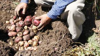 Venta de productos agroecológicos en Perú crecería en 17% en el 2017