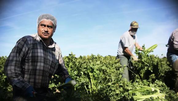 Un grupo de empleados mexicanos trabajan en un campo en Brawley, California. Crédito: SANDY HUFFAKER/AFP/Getty Images