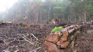  Brasil prohíbe quemas en Amazonía durante 60 días