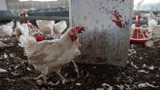 El dilema de la gripe aviar: ¿Cómo matar millones de aves?