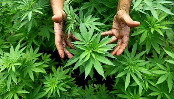 El cannabis podría ser el mayor negocio de la historia: medicina y ocio 