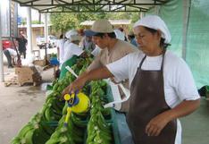 Ecuador, primer exportador mundial de banano, se blinda contra plaga Fusarium