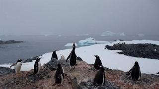 Antártida: 25 países proponen crear santuarios para proteger especies marinas
