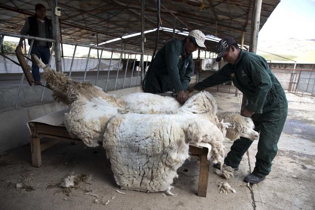 3. El pelo de alpaca contiene burbujas de aire microscópicas en su interior que mantienen fresca una prenda en días cálidos y retienen el calor corporal en días fríos. Aquí los trabajadores en la hacienda Mallkini, en Puno. (Foto: AP)