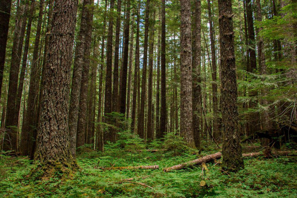 Forestal. (Foto: iStock)