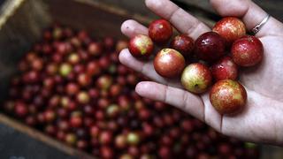 Así avanzaron los envíos de camu camu, aguaje, pitahaya y las otras 7 frutas exóticas peruanas