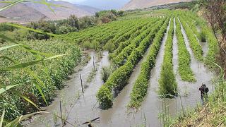 Reducirán plazos del seguro agrícola para agricultores afectados por huaicos