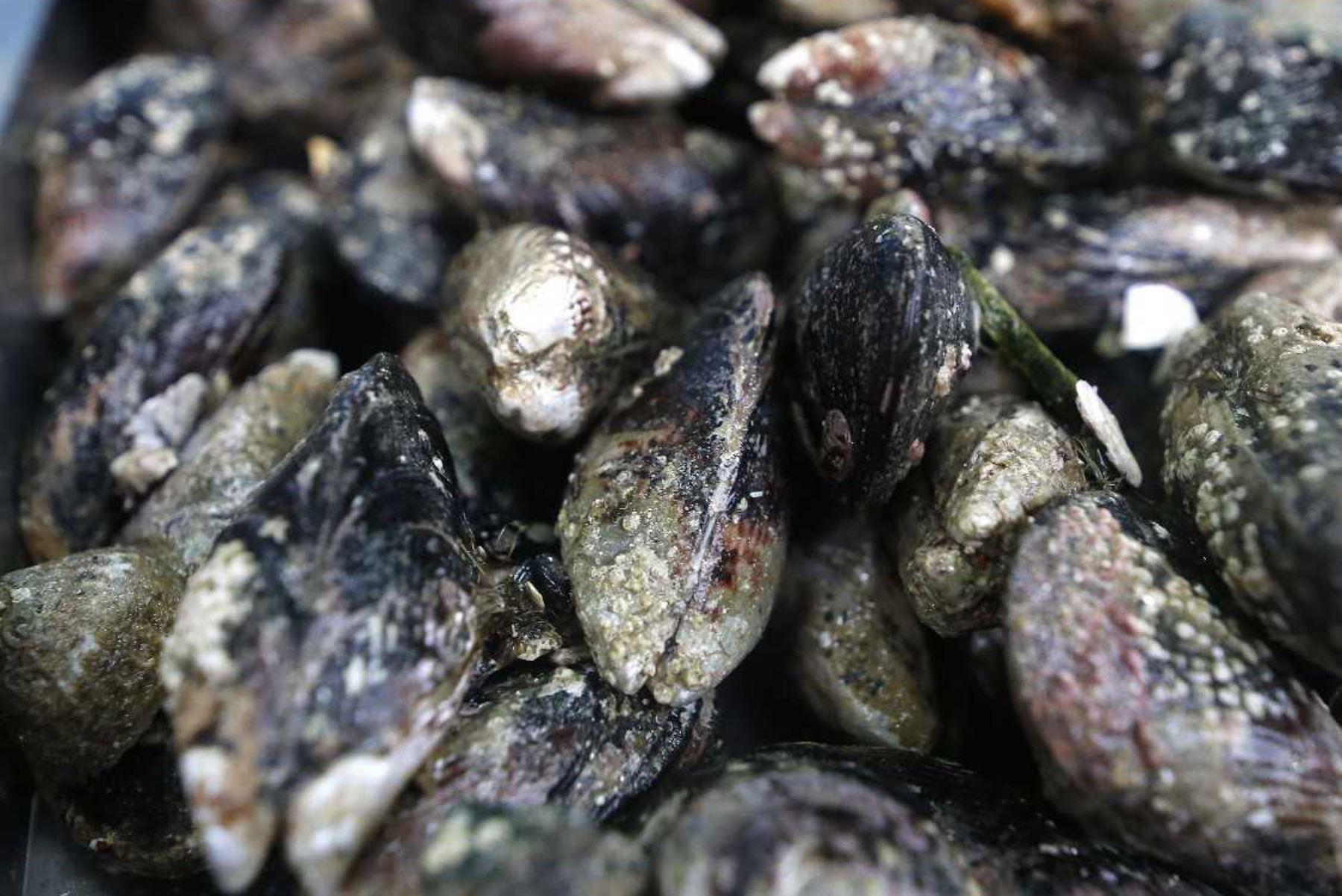 En el proceso de auditoría, la DG Santé realizó diversas recomendaciones. (Foto: Andina)