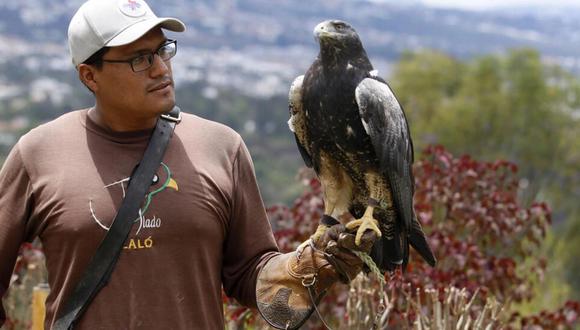 Jefferson Tipaz, cuidador de aves de presa en el refugio Jardín Alado Ilaló, sostiene un águila ratonera de pecho negro incautada por las autoridades. (Foto: AFP)