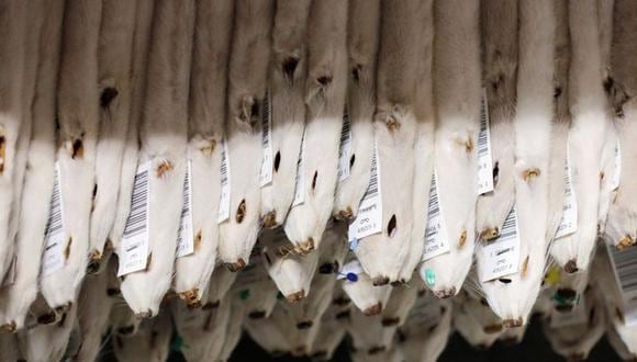 La preocupación por una repentina escasez de pieles de visón, de las cuales Dinamarca era el principal exportador, ha elevado los precios hasta en un 30% en Asia, según la Federación Internacional de Peletería. (Foto: REUTERS/Andrew Kelly)