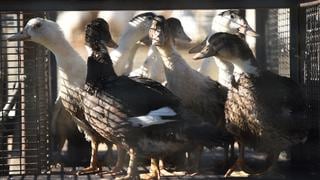 Influenza aviar, ¿es peligrosa para los humanos?