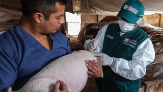 Perú refuerza medidas para prevenir ingreso de peste porcina africana tras casos en Caribe