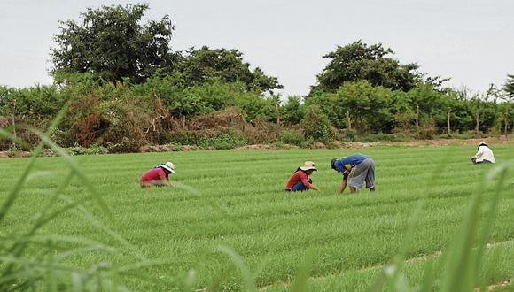 Cultivo. Salinidad de suelos sería en áreas adyacentes a cultivo de arroz. (Foto: GEC)