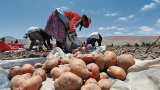 La recomposición de los créditos de Agrobanco para atender la campaña agrícola