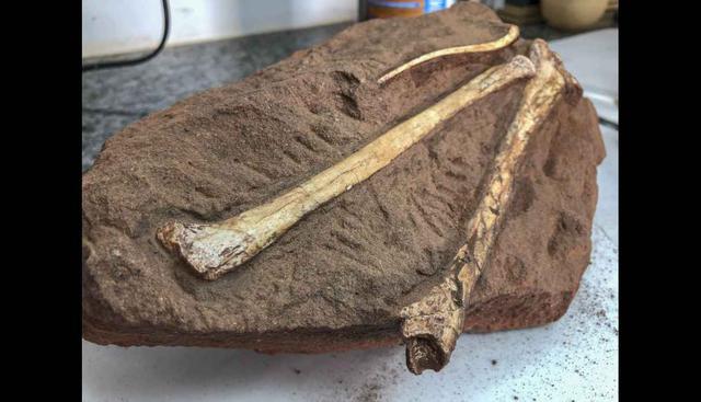 Lo que se conoce hasta ahora del Vespersaurus paraensis lo ubica en el linaje de los terópodos. (Foto: AFP)
