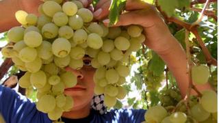 Exportaciones de uva a China sumaron US$ 10.8 millones hasta setiembre