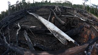 Emisiones de CO2 en el mundo aumentan por tala de árboles en Brasil, Colombia y Perú