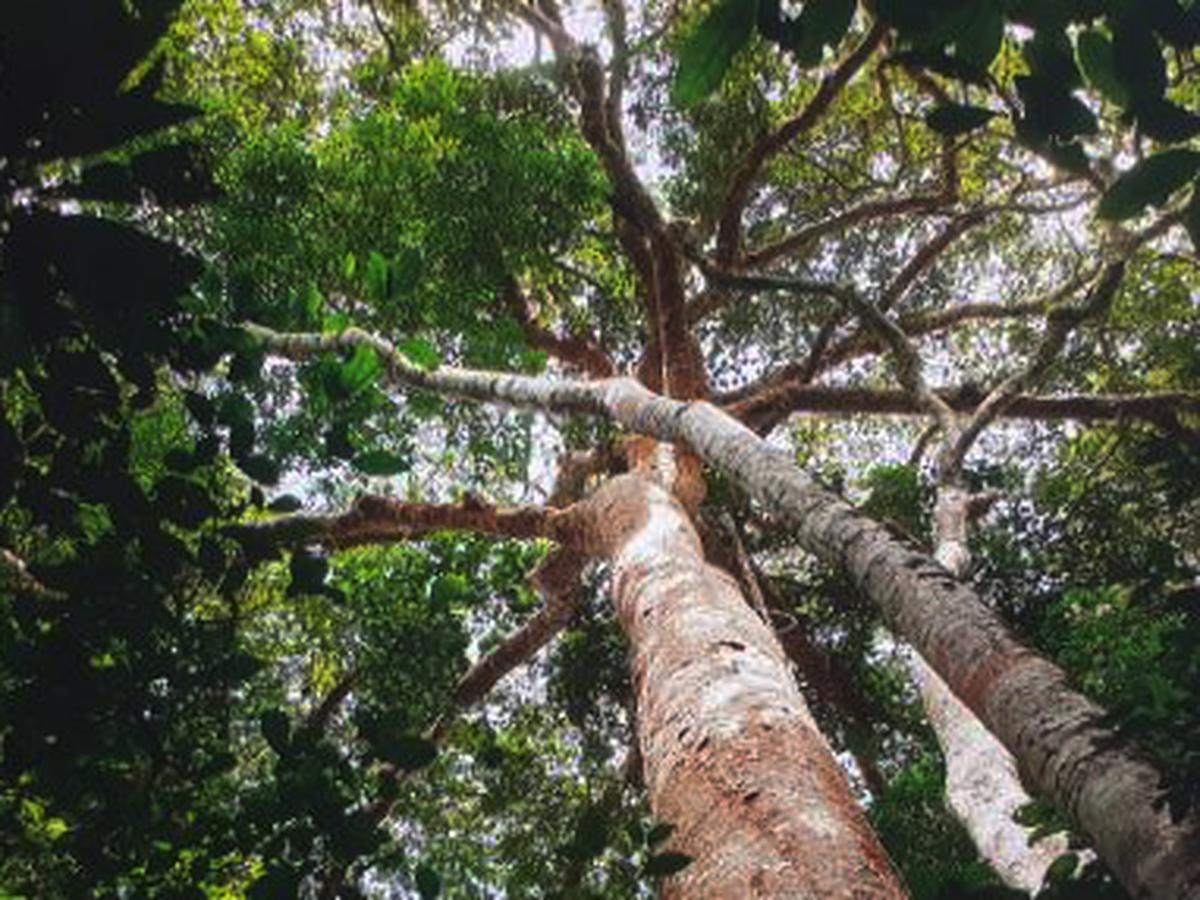 Cuántas especies de árboles se encuentran en la selva peruana? | ECONOMIA |  GESTIÓN