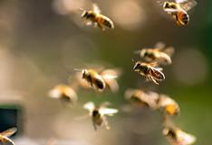 Colmenas robotizadas en Israel para preservar a las abejas