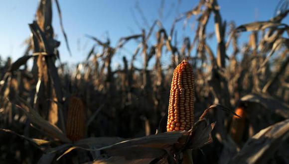 Las plantas de maíz se ven en una tierra de cultivo en Chivilcoy, en las afueras de Buenos Aires, Argentina (Reuters)