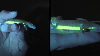 Salamandras fluorescentes