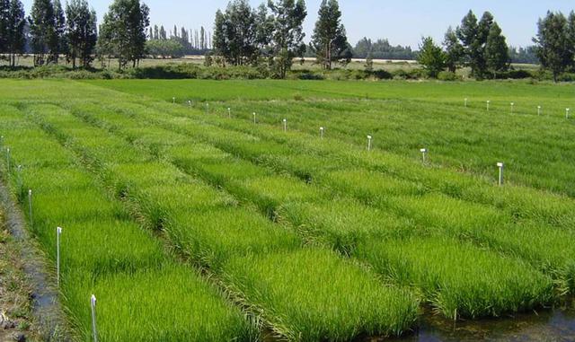 En abril del 2017, el Perú importó 24,970 toneladas de arroz, cantidad superior en 24% respecto al mes pasado. De modo que, entre enero y abril, se acumularon 89,050 toneladas, cantidad mayor en 12,570 toneladas frente al mismo período del año pasado.