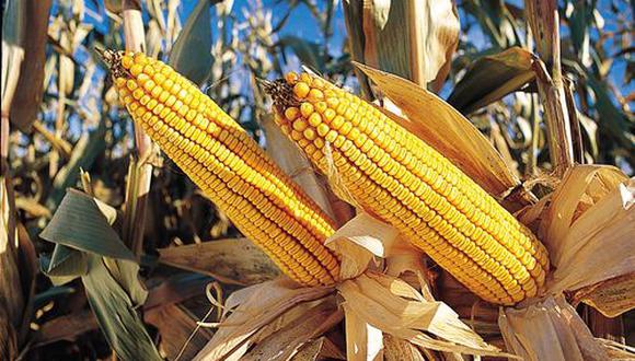 En una nota técnica publicada por el Midagri, se calculó que Perú necesitaría 253,000 hectáreas adicionales de tierras de cultivo si se quisiera dejar de importar maíz amarillo duro.
