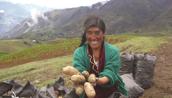 En los últimos años el sector de papas amarillas y nativas en América del Sur ha cobrado relevancia, debido al valor agregado que se le ha dado a nivel local e internacional. (Foto: CIP)